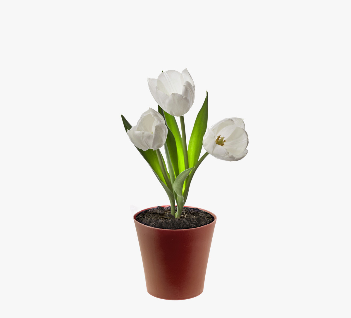 Мини-орхидея