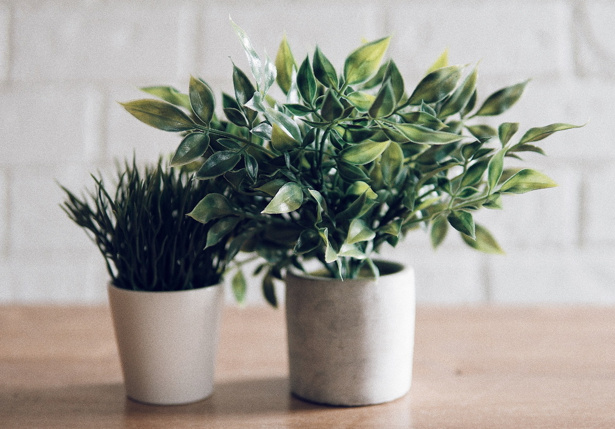 Растения для дома и офиса
